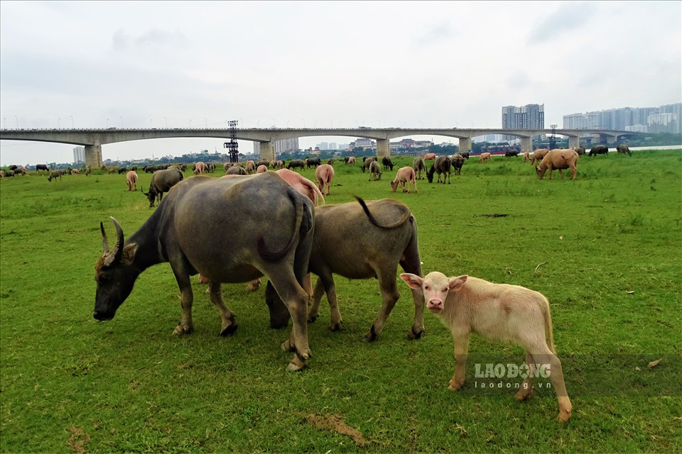 Ông nông dân nuôi nhiều trâu nhất ở Hà Nội nói gì trước lệnh cấm chăn nuôi trong nội thành? - Ảnh 2.