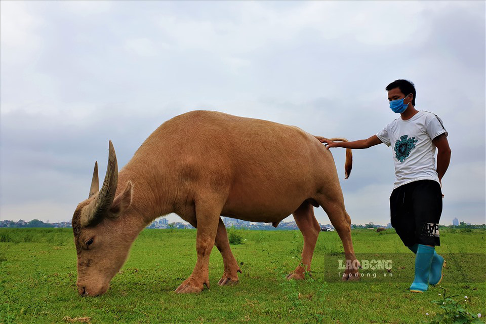 Ông nông dân nuôi nhiều trâu nhất ở Hà Nội nói gì trước lệnh cấm chăn nuôi trong nội thành? - Ảnh 4.