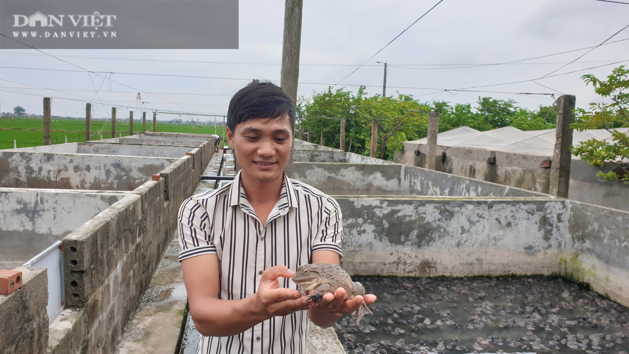  Nam Định: 9x về quê miệt mài nuôi ếch, bỏ túi gần nửa tỷ mỗi năm  - Ảnh 5.