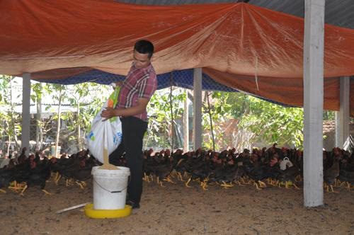 8X khởi nghiệp từ nuôi gà thả đồi, “đút túi” hơn 300 triệu đồng/năm - Ảnh 1.