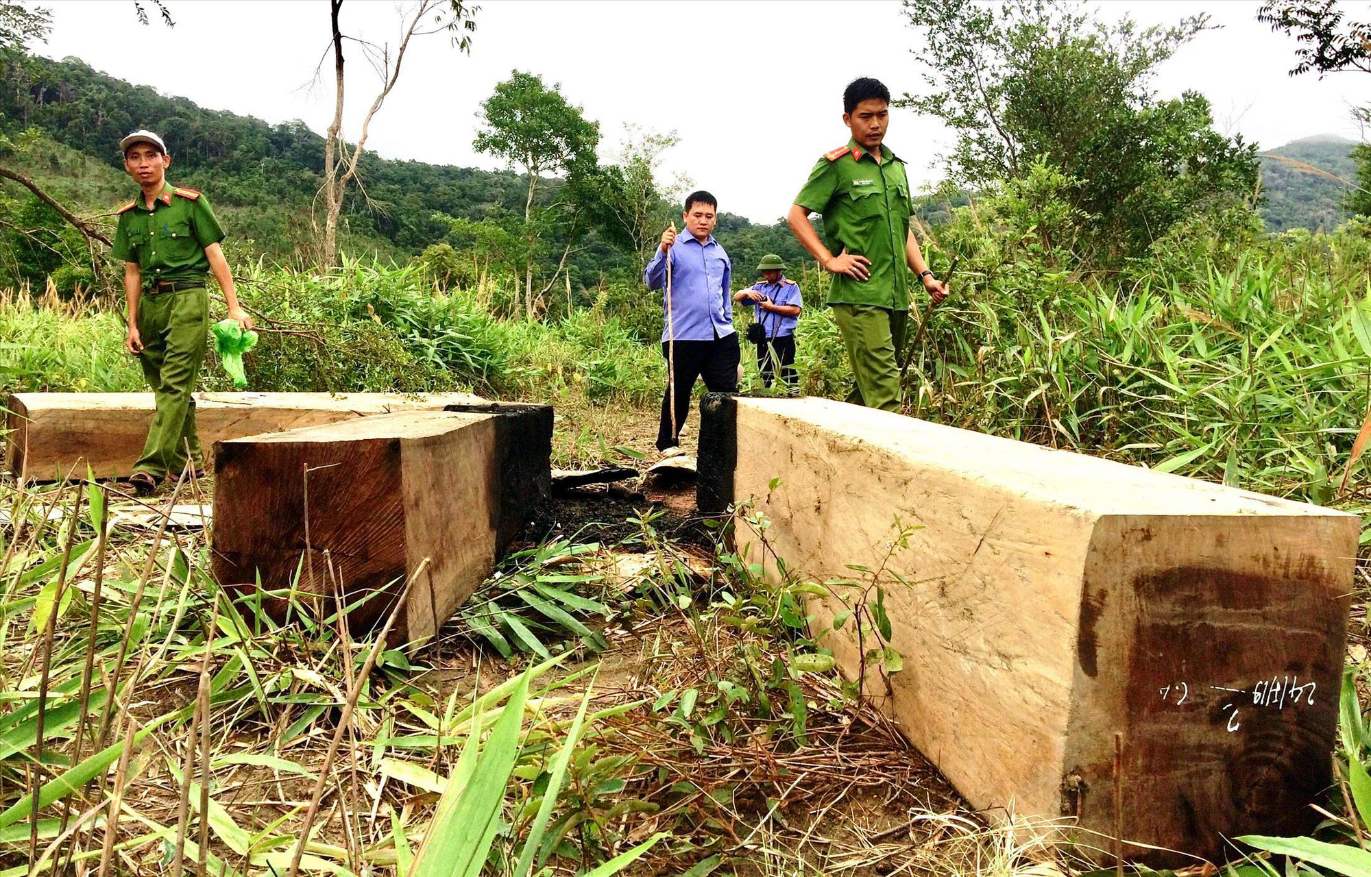 &quot;Mời&quot; nguyên Giám đốc Sở, Chi cục trưởng Kiểm lâm… làm rõ trách nhiệm để mất rừng - Ảnh 1.