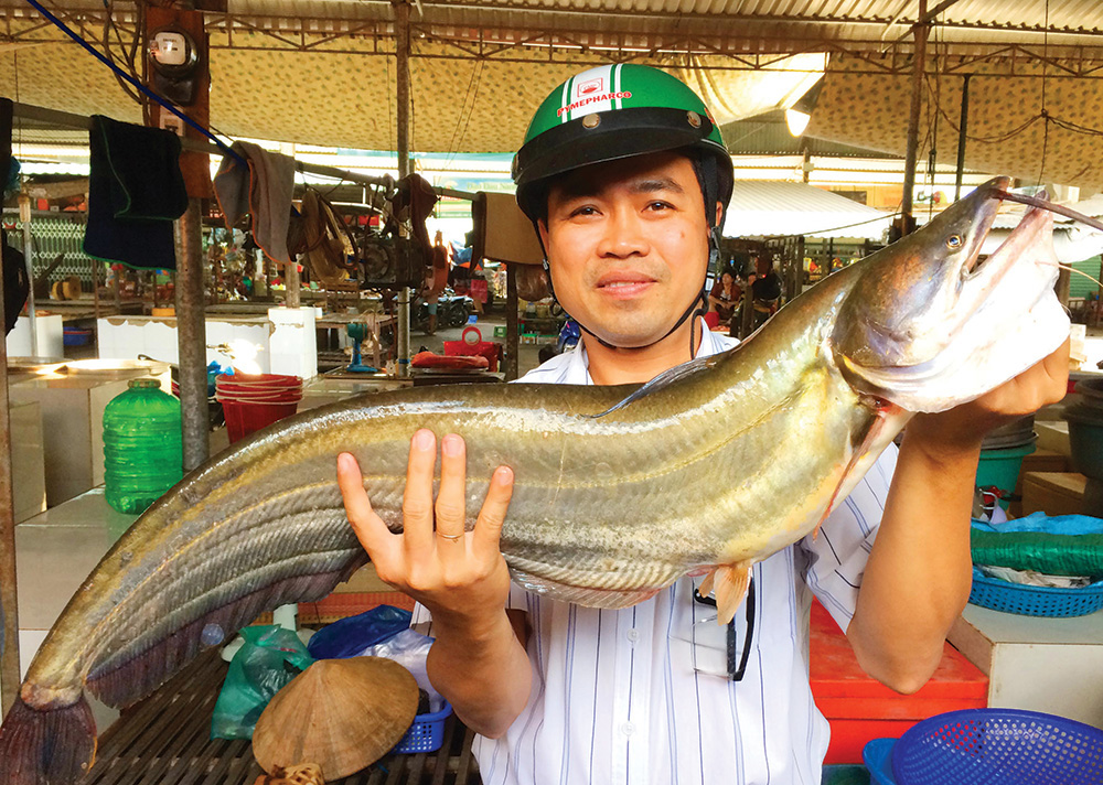 An Giang: Loài cá leo sông khủng nặng hàng chục ký cứ hiếm dần dù nước phù san đỏ ngầu đã đổ về - Ảnh 1.