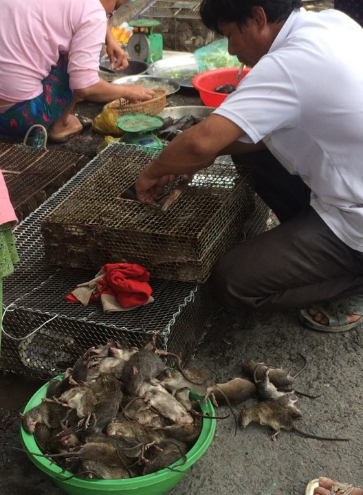 Đồng Tháp: Mùa nước nổi chưa đến nhưng chuột đồng rất nhiều, mua bán tấp nập - Ảnh 3.