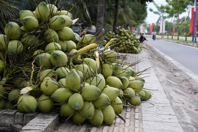 Bến Tre: Thiếu nước do hạn mặn kéo dài, nông dân trồng dừa thất thu  - Ảnh 3.