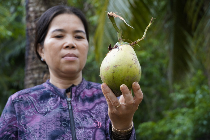 Nông dân trồng dừa thất thu - Ảnh 2.