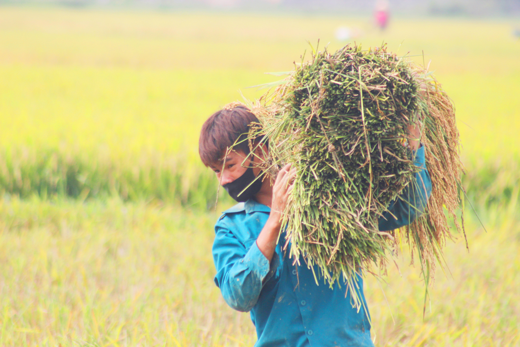 Nông dân Quảng Bình phấn khởi được mùa lúa hè thu - Ảnh 1.