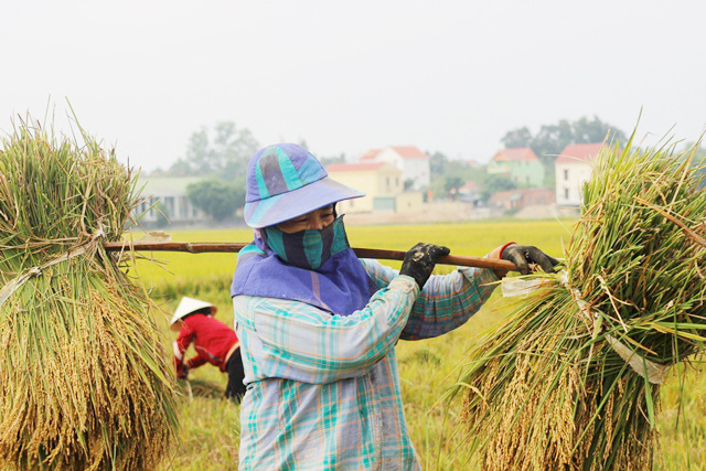 Nông dân Quảng Bình phấn khởi được mùa lúa hè thu - Ảnh 4.