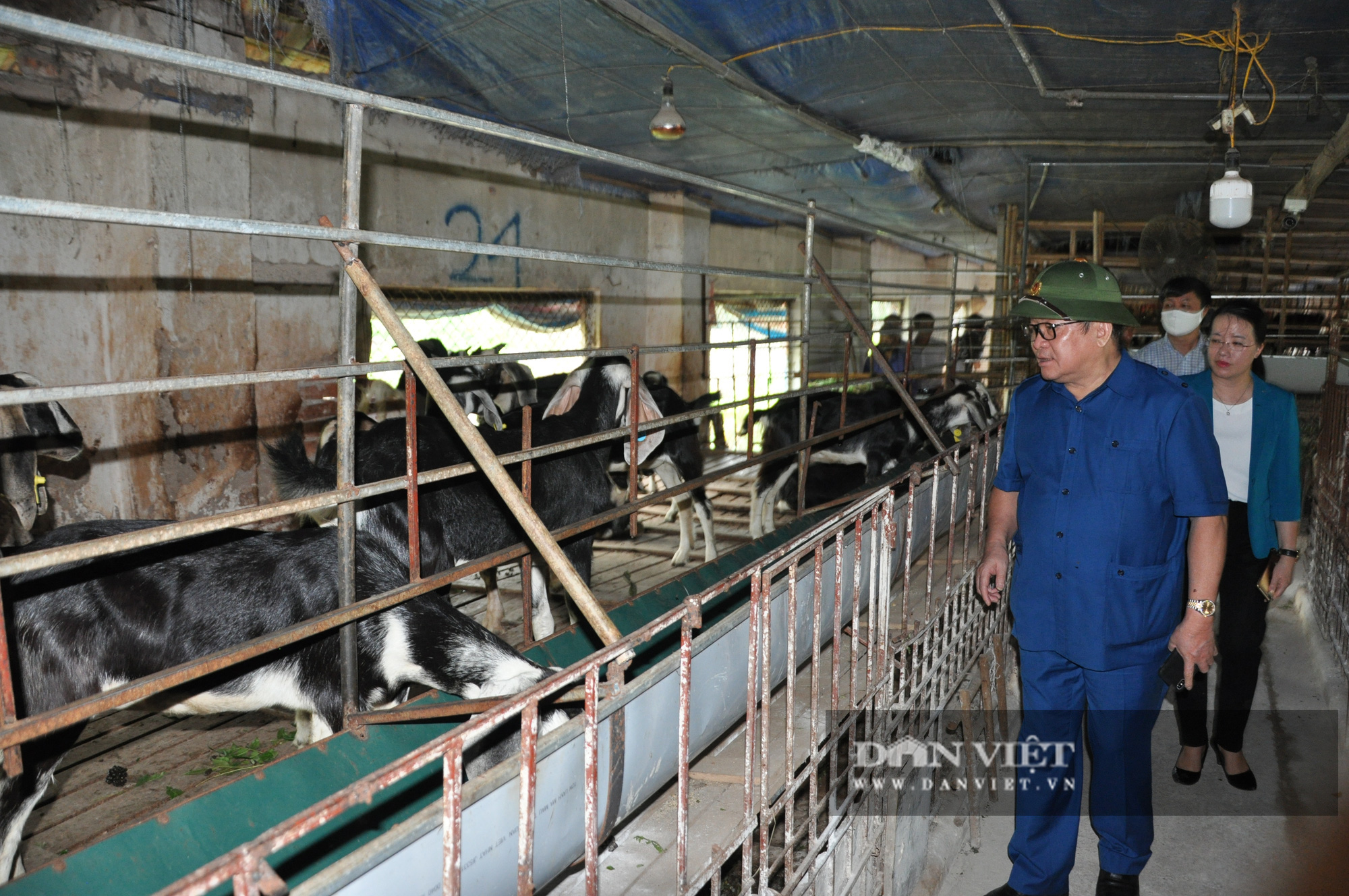 Có Hội &quot;đỡ đầu&quot;, nông dân yên tâm liên kết với trang trại dê DTH FARMT làm giàu - Ảnh 1.