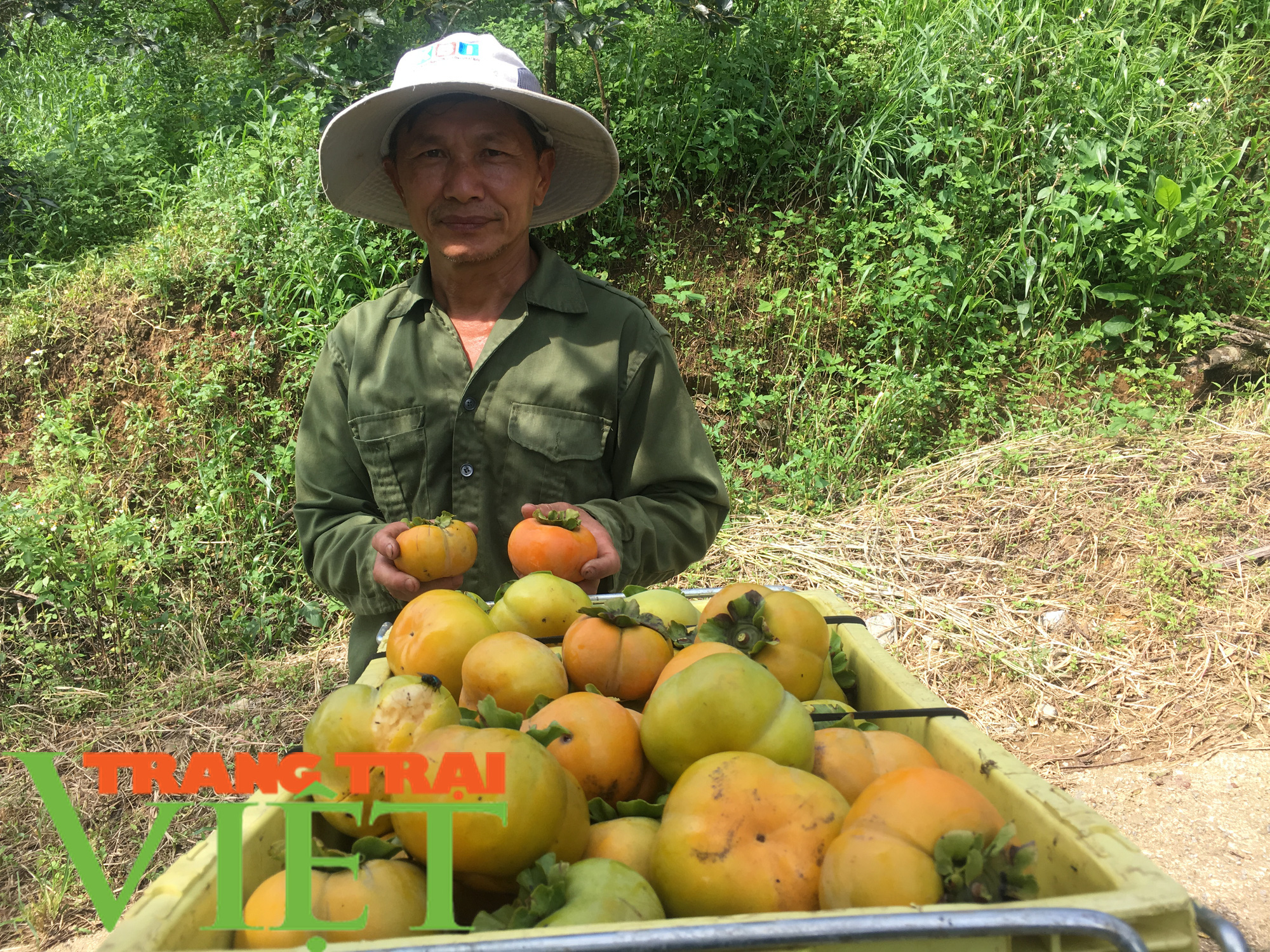 Sơn La: Hồng giòn sấy dẻo Mộc Châu thơm ngon nức tiếng - Ảnh 2.