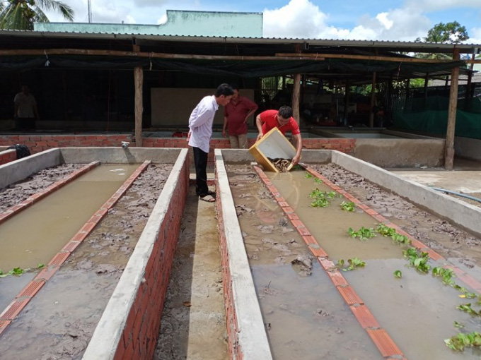 Nuôi lươn theo hướng thâm canh - Ảnh 1.