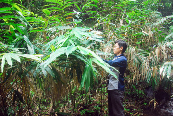 Trồng loại cây an thai, quả khô bán gần 1 triệu/kg, bà con miền núi đếm tiền mỏi tay - Ảnh 2.