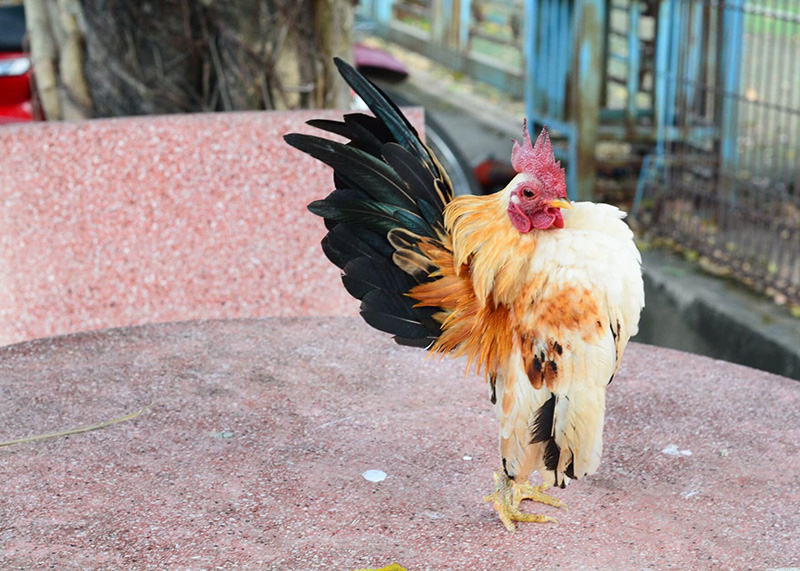 Gà không có một cọng lông, gà lùn, gà không đuôi và những loại gà kỳ lạ nhất trên thế giới - Ảnh 15.