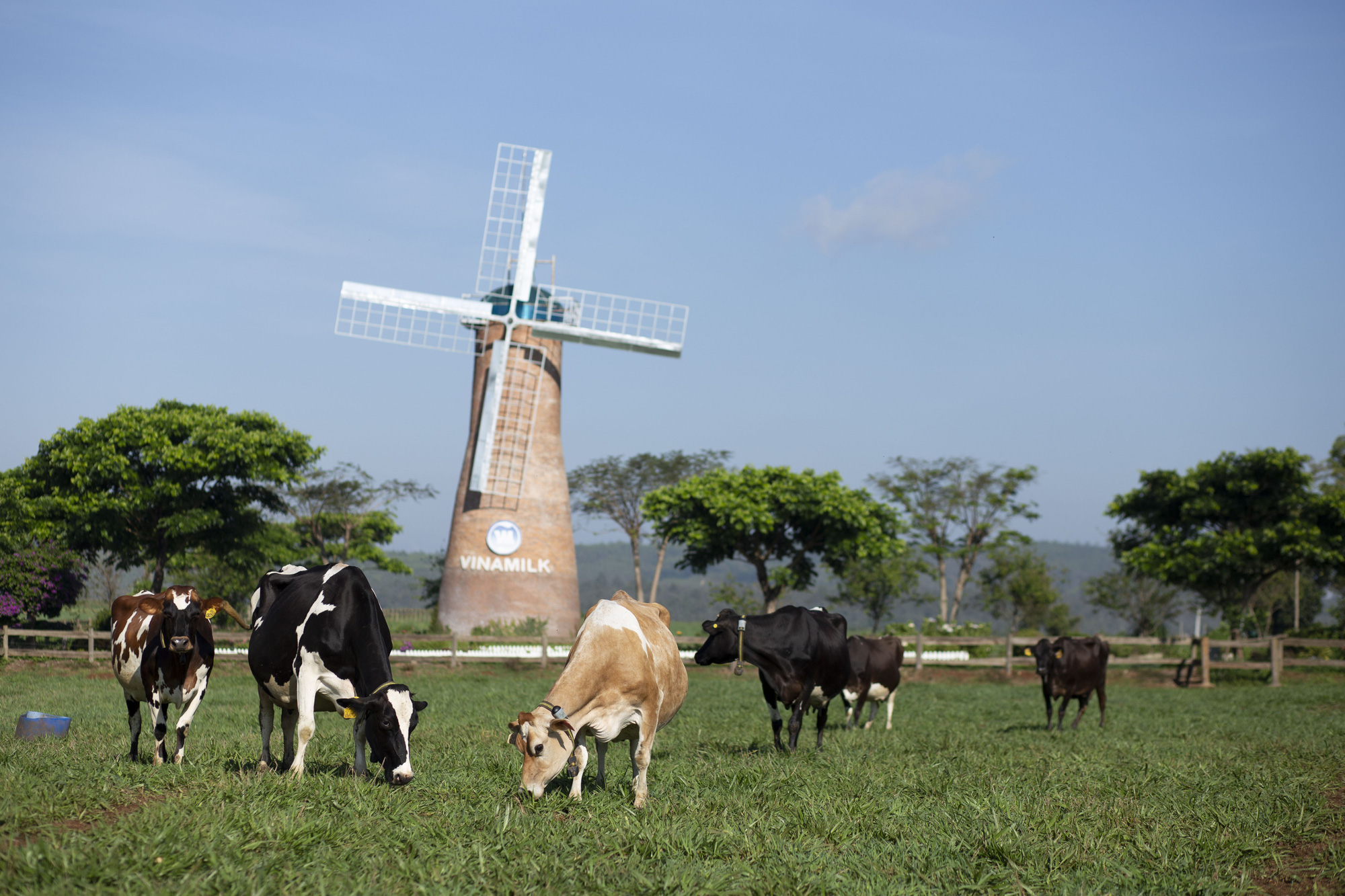 Đầu tư phát triển cả quy mô lẫn công nghệ, hệ thống trang trại Vinamilk tăng trưởng ấn tượng - Ảnh 3.