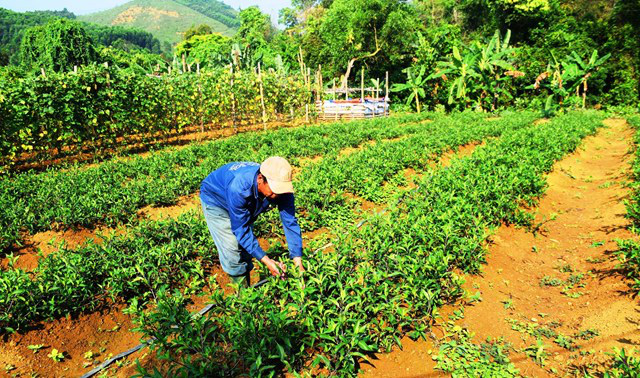 Vùng đất dân lên rừng Trường Sơn đem thứ rau lạ về vườn trồng, kiếm đều 5-7 triệu mỗi tháng - Ảnh 1.