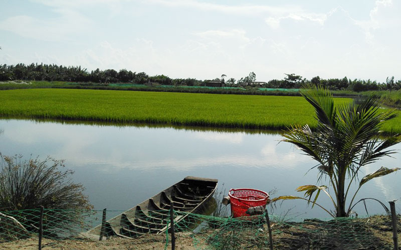 Bến Tre: Vì sao con tôm càng xanh toàn đực nuôi trong ruộng lúa lại phải bị bẻ càng tới 3 lần? - Ảnh 1.