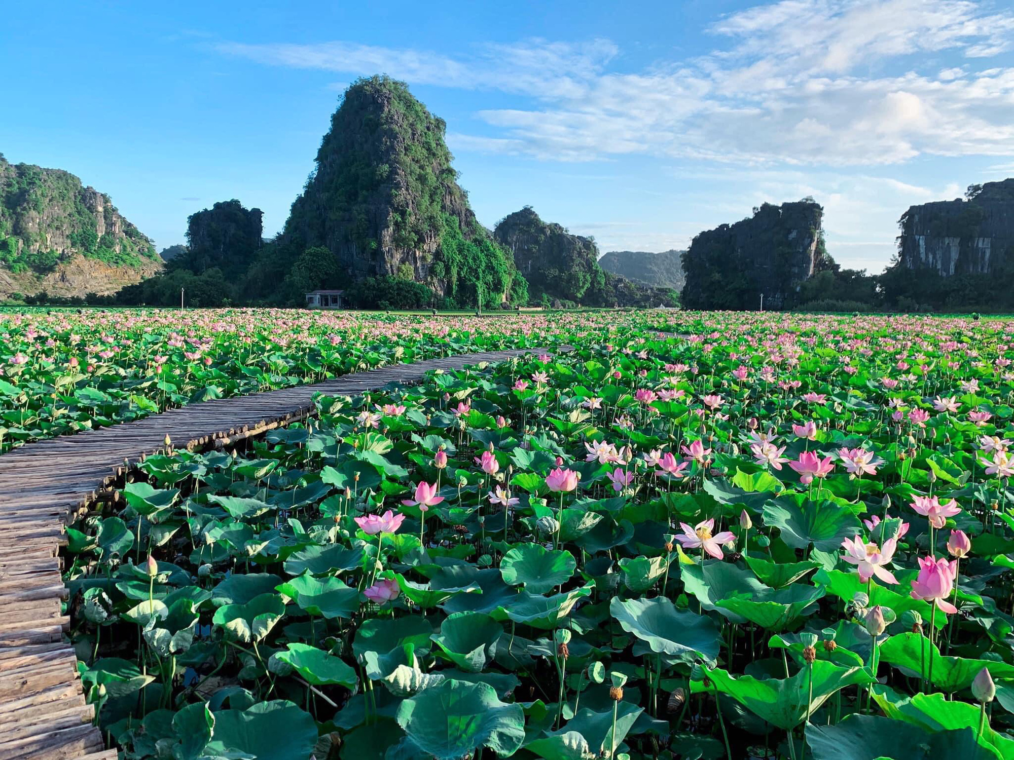 Những hồ sen đẹp nhất Việt Nam