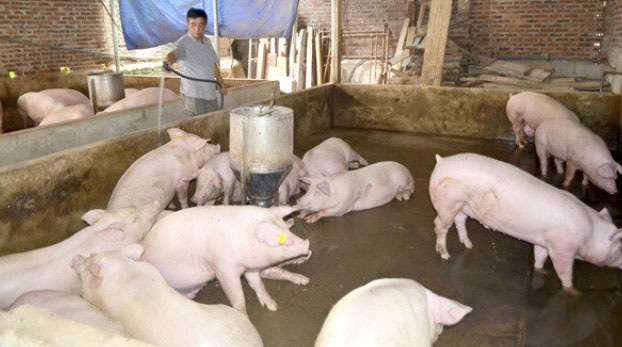 Ninh Bình: Hỗ trợ 5.000 con lợn nái để tái đàn - Ảnh 1.