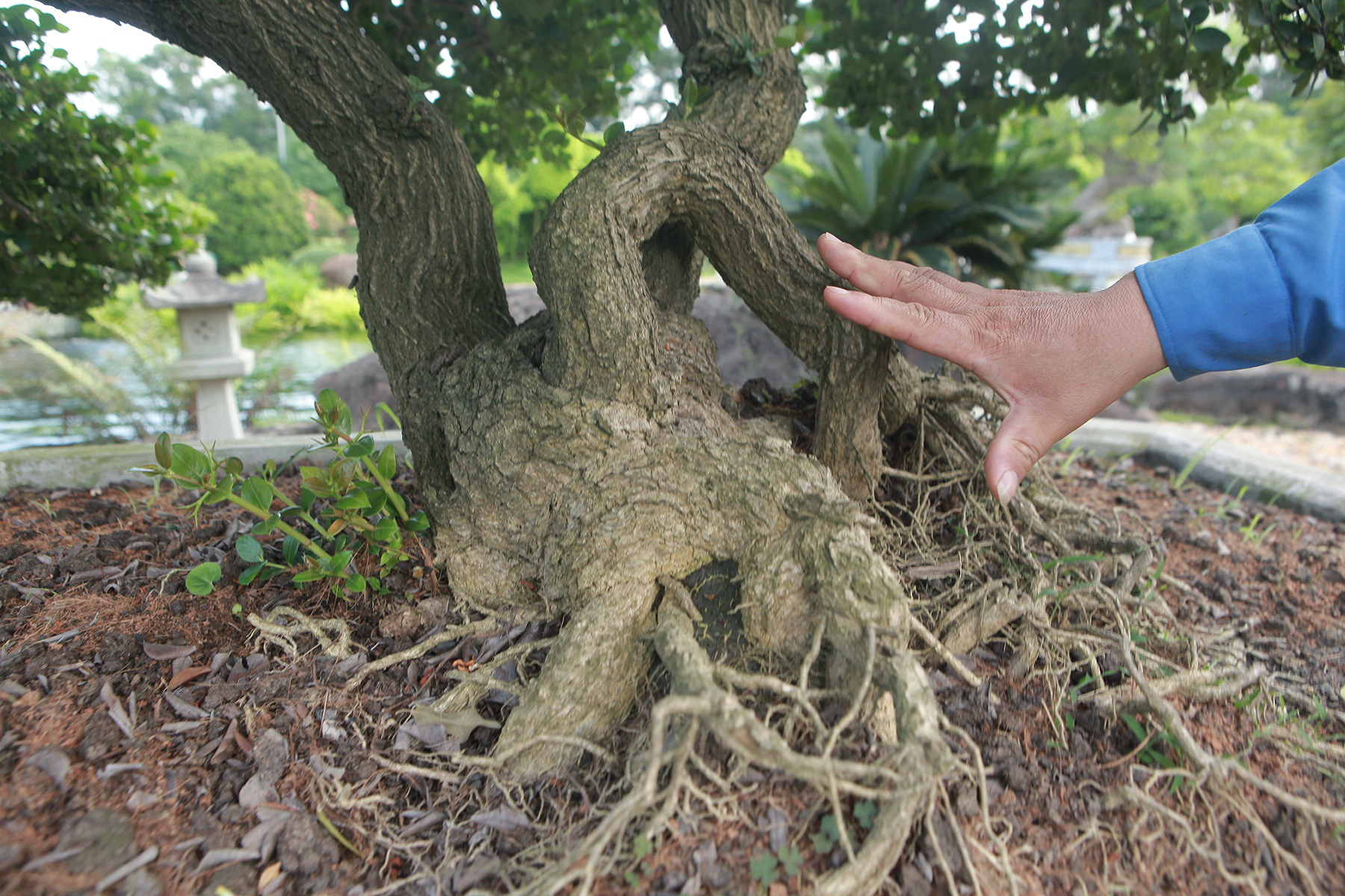  Tận mục dàn sơ ri bonsai cổ thụ, trĩu quả giá tiền tỷ của &quot;ông trùm Dũng K cơ&quot; - Ảnh 2.