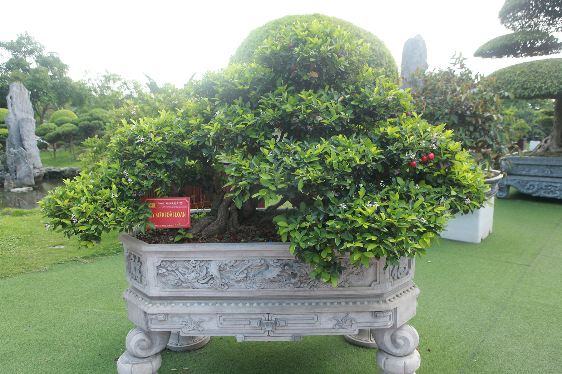  Tận mục dàn sơ ri bonsai cổ thụ, trĩu quả giá tiền tỷ của &quot;ông trùm Dũng K cơ&quot; - Ảnh 4.
