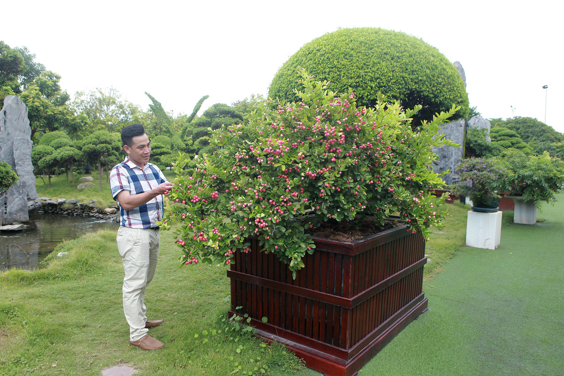  Tận mục dàn sơ ri bonsai cổ thụ, trĩu quả giá tiền tỷ của &quot;ông trùm Dũng K cơ&quot; - Ảnh 7.