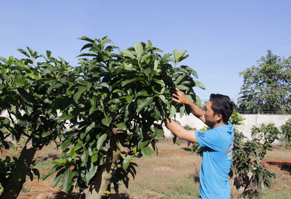 Những vườn cây trái hữu cơ thu bạc tỷ ở Tây Nguyên - Ảnh 3.