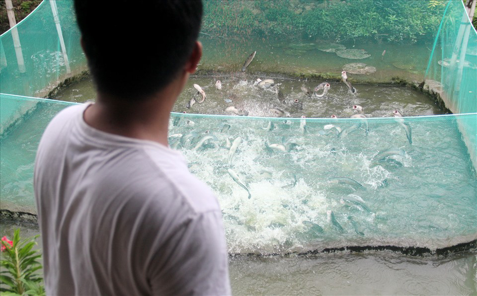 Coi cá như con, anh nông dân Cần Thơ hết dạy cá lóc bay rồi lại luyện cho cả ngàn con tranh nhau...&quot;bú bình&quot; - Ảnh 9.