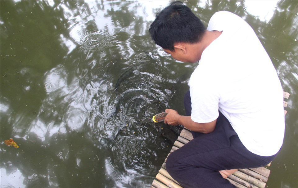 Coi cá như con, anh nông dân Cần Thơ hết dạy cá lóc bay rồi lại luyện cho cả ngàn con tranh nhau...&quot;bú bình&quot; - Ảnh 2.