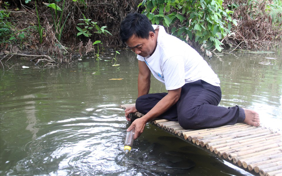 Coi cá như con, anh nông dân Cần Thơ hết dạy cá lóc bay rồi lại luyện cho cả ngàn con tranh nhau...&quot;bú bình&quot; - Ảnh 6.