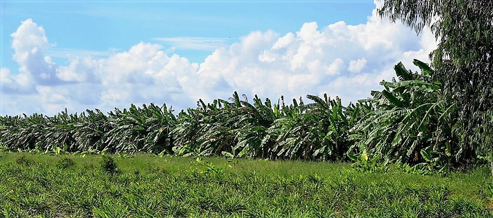 Kiên Giang: Trồng một mình chuối xiêm thì bấp bênh, trồng thêm lung tung đủ thứ thì cho thu nhập khá - Ảnh 1.