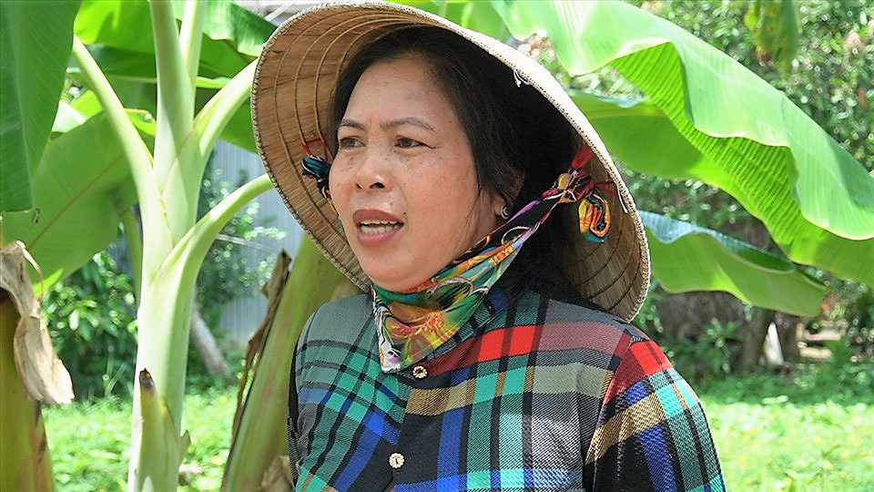 Kiên Giang: Trồng một mình chuối xiêm thì bấp bênh, trồng thêm lung tung đủ thứ thì cho thu nhập khá - Ảnh 6.