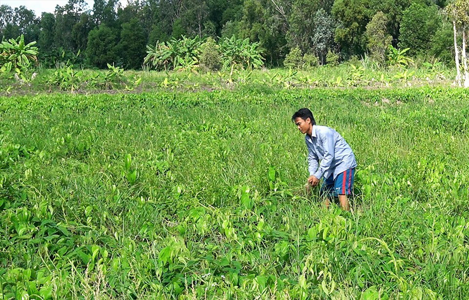 Kiên Giang: Trồng một mình chuối xiêm thì bấp bênh, trồng thêm lung tung đủ thứ thì cho thu nhập khá - Ảnh 10.