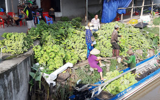 Thương lái mua chuối đưa đi khắp nơi, giá tăng 2.000-4.000 ...