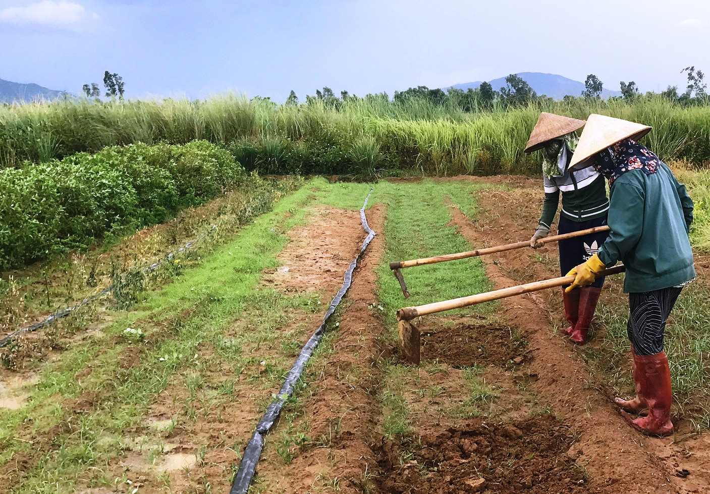 Đi Nhật học trồng rau, chàng trai Bình Định dùng ớt, sả, thuốc lá, tỏi, gừng… trị sâu bệnh gây hại - Ảnh 2.