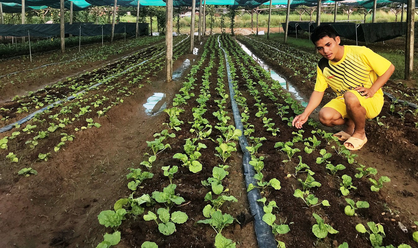 Đi Nhật học trồng rau, chàng trai Bình Định dùng ớt, sả, thuốc lá, tỏi, gừng… trị sâu bệnh gây hại - Ảnh 3.