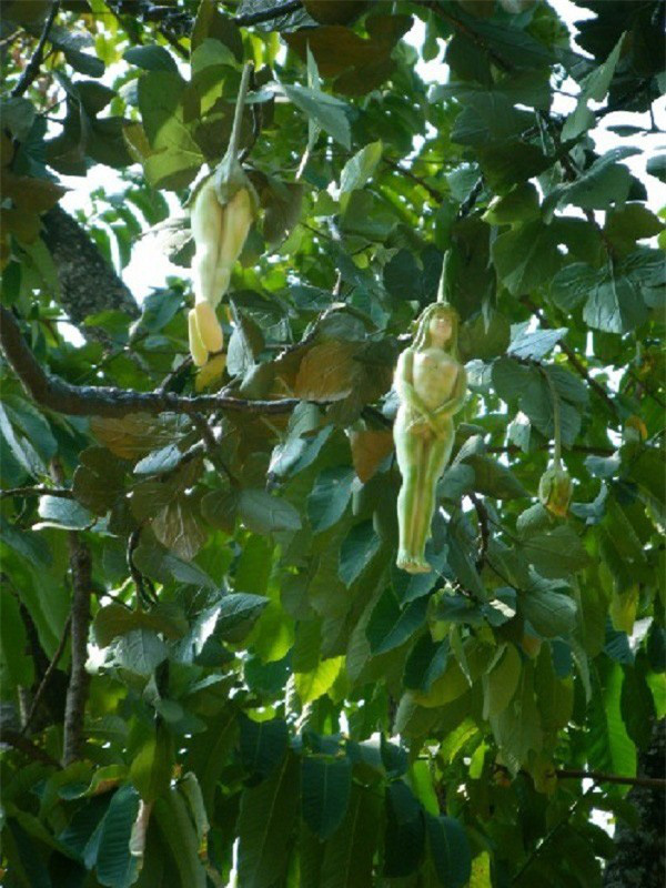 Loài cây kỳ lạ cho ra quả giống hệt thiếu nữ khỏa thân và lý giải khiến ai cũng gật gù - Ảnh 3.