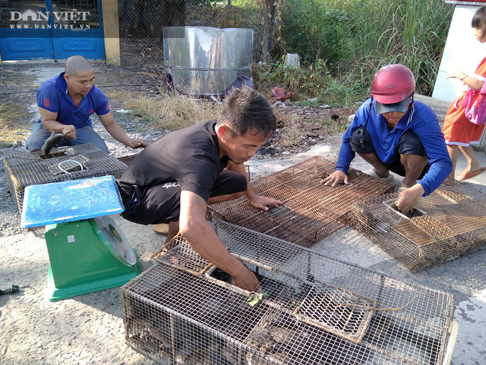 Đồng Tháp: Nước tràn đồng, dân tấp nập săn bắt chuột đồng, mối thu gom vài tạ chuột mỗi ngày bán giá cao - Ảnh 2.