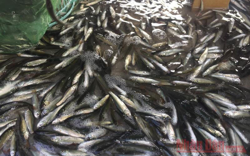 Cá linh non-sản vật trời ban mùa nước nổi đã xuất hiện ở tỉnh An Giang - Ảnh 1.
