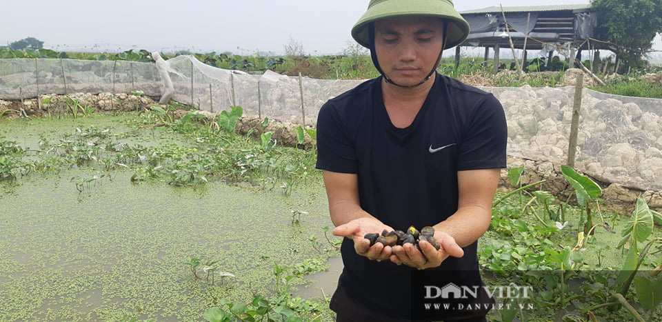 Nuôi ăn bờ ngủ bụi, trai Thủ đô kiếm tiền triệu dễ như trở bàn tay - Ảnh 6.