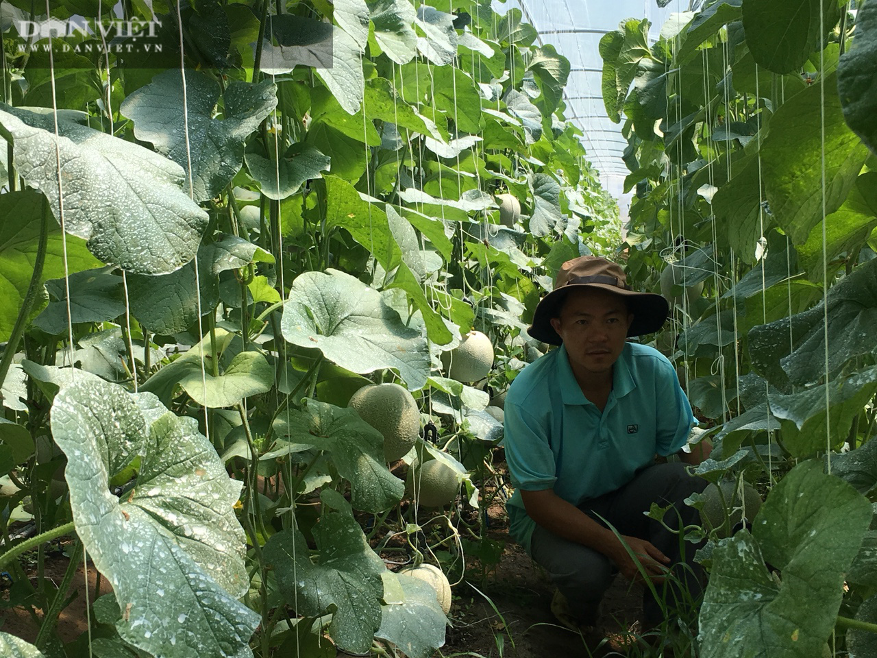 Bỏ phố về quê trồng dưa lưới, trái ra sum xuê, mỗi vụ kiếm trên 60 triệu đồng - Ảnh 3.