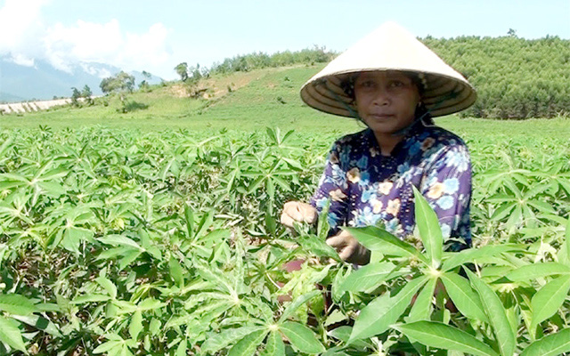 Nông dân điêu đứng vì khảm lá sắn tiếp tục lây lan diện rộng  - Ảnh 3.