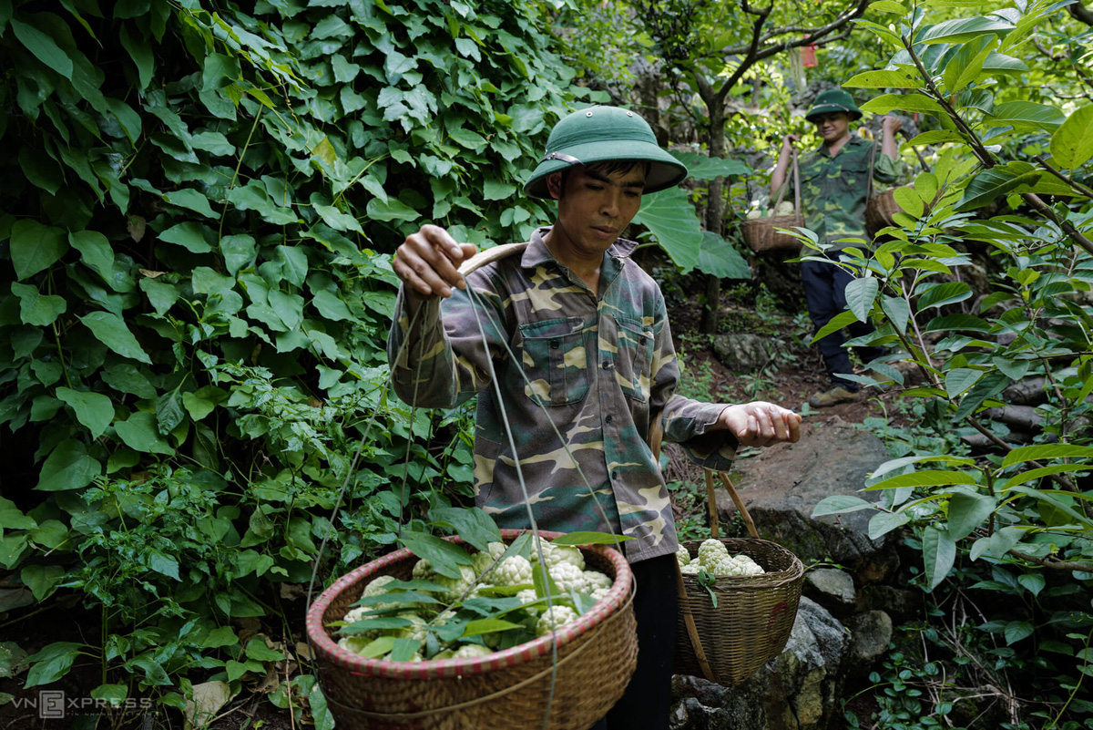 Trèo núi đá thu hoạch na - Ảnh 6.