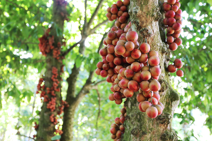 Mùa dâu đất chín đỏ, mê hoặc du khách đến Quảng Nam - Ảnh 2.