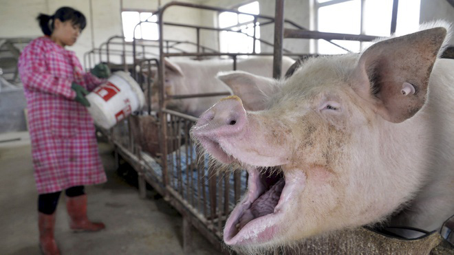 Nhật Bản hủy toàn bộ đơn hàng thịt lợn nhập khẩu từ Đức - Ảnh 1.