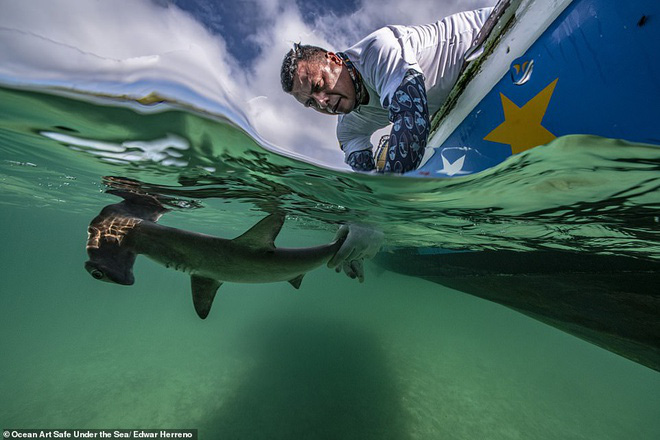 Những bức ảnh chụp dưới nước đẹp nhất năm được công bố - Ảnh 1.