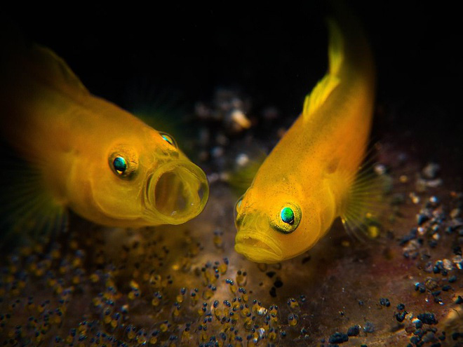 Những bức ảnh chụp dưới nước đẹp nhất năm được công bố - Ảnh 10.