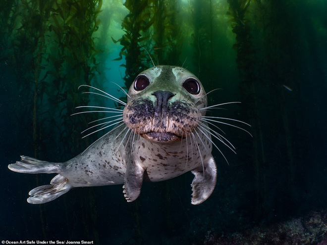 Những bức ảnh chụp dưới nước đẹp nhất năm được công bố - Ảnh 3.