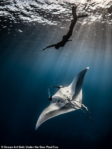 Những bức ảnh chụp dưới nước đẹp nhất năm được công bố - Ảnh 4.