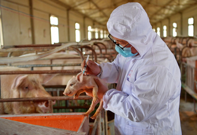Trung Quốc loan báo tạo ra giống lợn kháng bệnh - Ảnh 1.