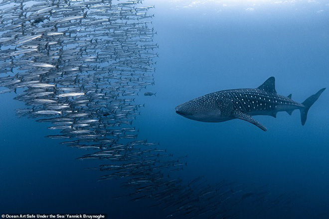 Những bức ảnh chụp dưới nước đẹp nhất năm được công bố - Ảnh 6.