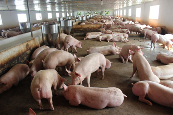 Nhà đầu tư bỏ cọc, SCIC “hụt” vụ trăm tỷ tại công ty chăn nuôi lợn? - Ảnh 2.
